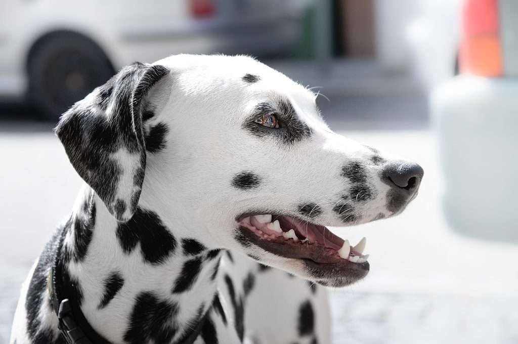 Dalmation the Historical Fire Dog